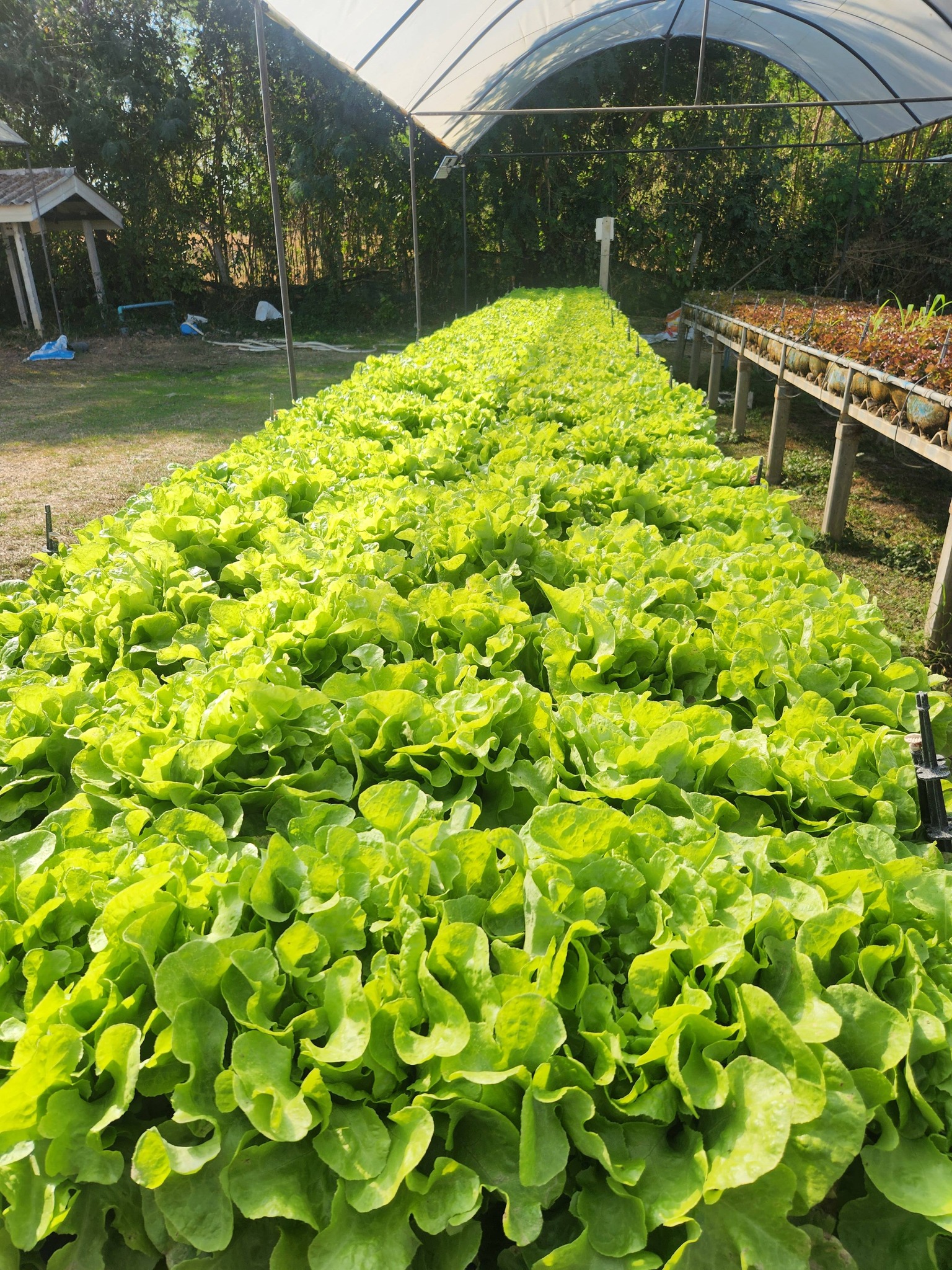title - จัดฝึกอบรมโครงการที่ดินพระราชทานในเขตปฏิรูปที่ดินจังหวัดปทุมธานี ประจำปีงบประมาณ พ.ศ 2569 